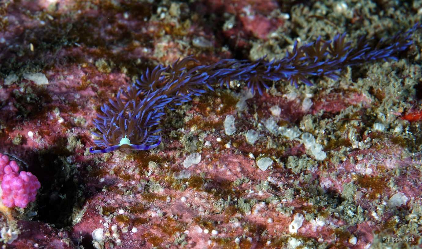 Birmanie - Mergui - 2018 - DSC02624  - Blue Dragon - Dragon bleu - Pteraeolidia ianthina.jpg